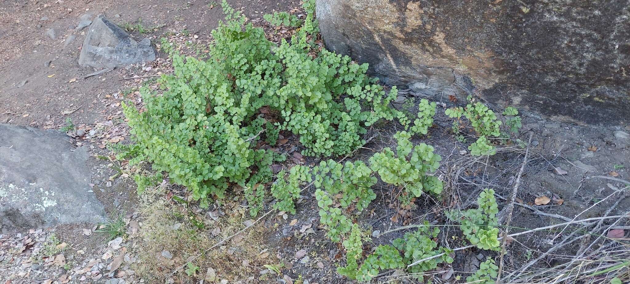 Image of Adiantum chilense var. sulphureum (Kaulf.) Giudice