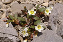 Image of alpine springbeauty