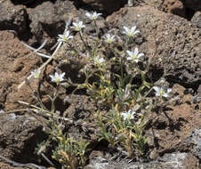 Image of brittle sandwort