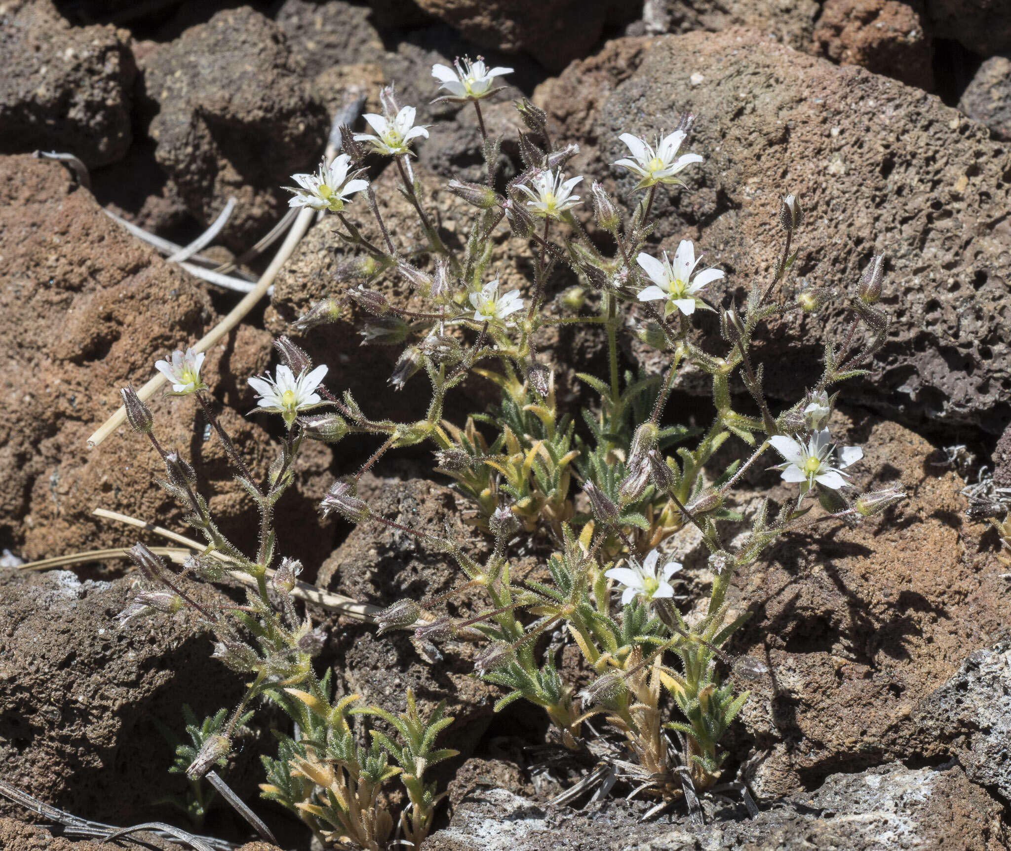 Image of brittle sandwort