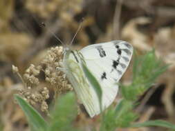 صورة Pontia occidentalis (Reakirt 1866)