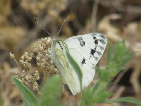 صورة Pontia occidentalis (Reakirt 1866)