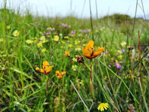 Image of Moraea tulbaghensis L. Bolus