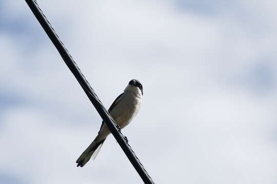 Image of Loggerhead Shrike