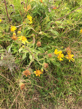 Image of camphorweed