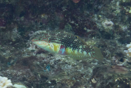 Image of Pink-belly wrasse