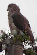 Image of Fasciated Snake-Eagle