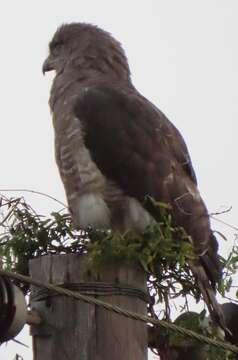 Imagem de Circaetus fasciolatus Kaup 1847