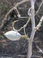 Image of Adenia cladosepala (Baker) Harms