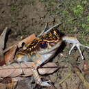 Image of Spotted Stream Frog