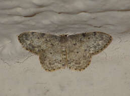 Image of Idaea libycata Bartel 1906