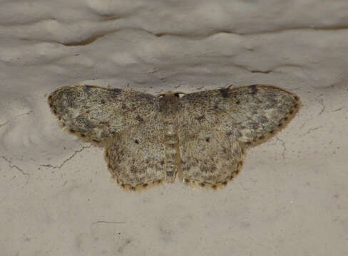 Image of Idaea libycata Bartel 1906