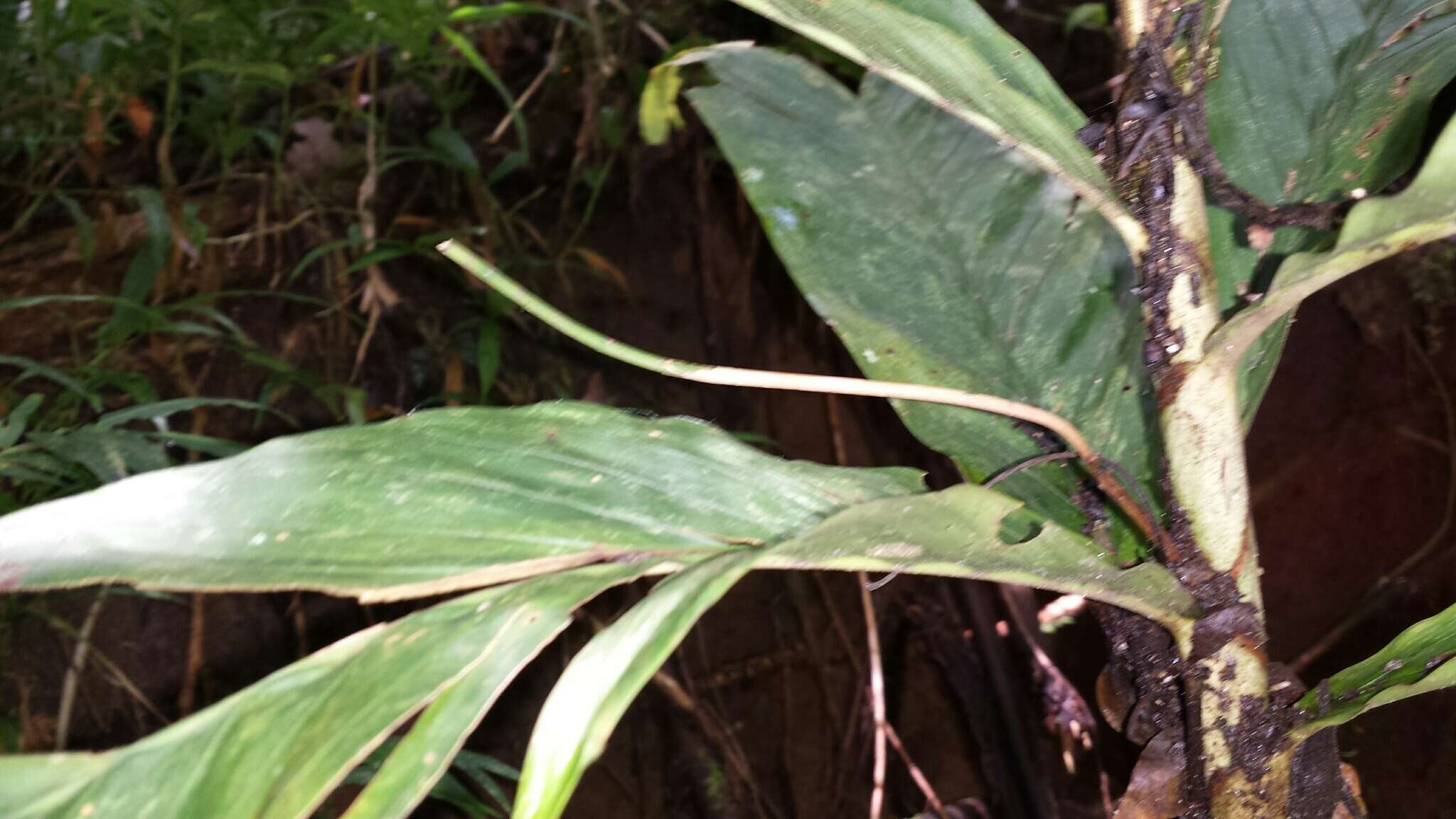 Image of Dypsis catatiana (Baill.) Beentje & J. Dransf.