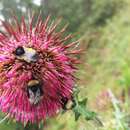 Слика од Bombus trinominatus Dalla Torre 1890