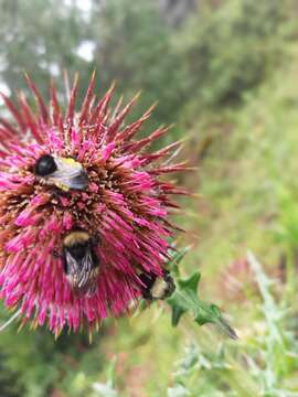 Image of Bombus trinominatus Dalla Torre 1890