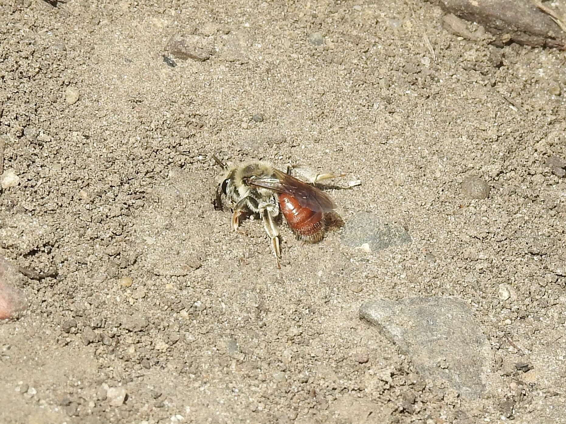 Image of Andrena erythrogaster (Ashmead 1890)