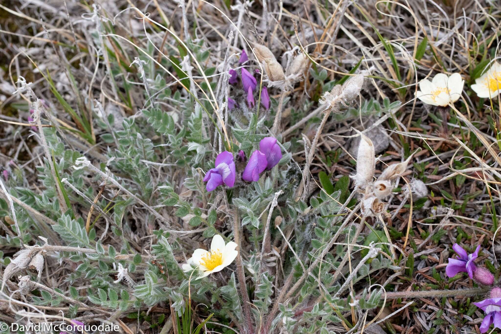 Image of arctic locoweed