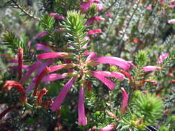 Image of Erica abietina subsp. atrorosea E. G. H. Oliv. & I. M. Oliv.