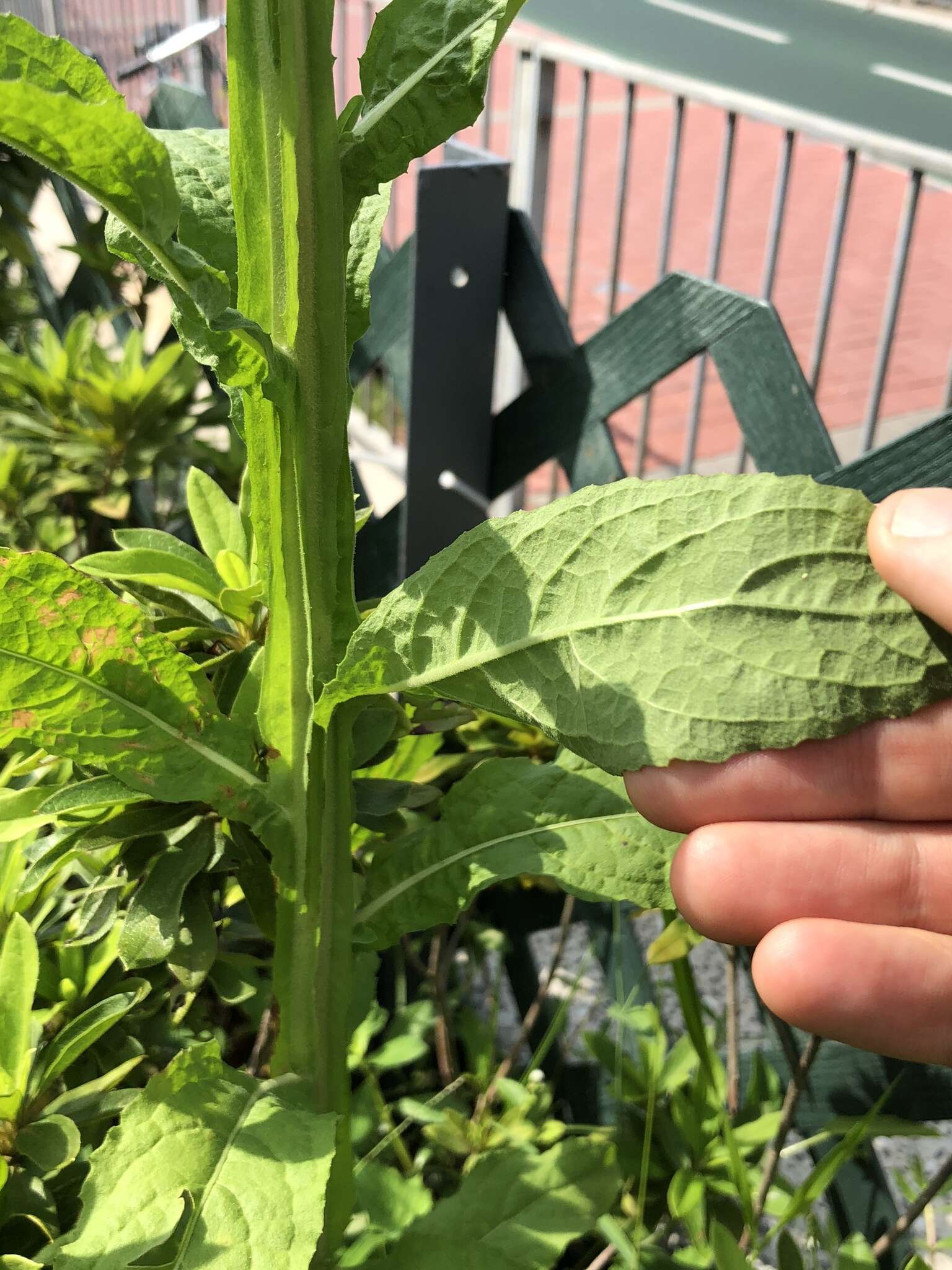 Image of Wing-Stem Camphorweed