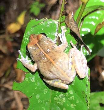 Image of Platymantis luzonensis Brown, Alcala, Diesmos & Alcala 1997