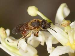 Lasioglossum hiltacum (Smith 1853)的圖片