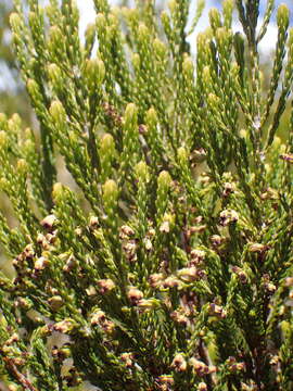 Plancia ëd Erica reunionensis E. G. H. Oliver