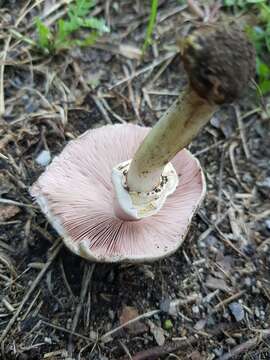 Image of Dark scaled mushroom