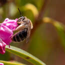 Plancia ëd Andrena kalmiae Atwood 1934