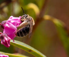 Image of Andrena kalmiae Atwood 1934