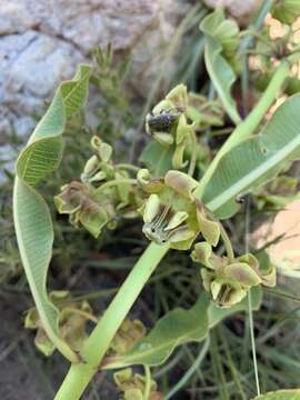 Image of Pachycarpus asperifolius (Meissn.) Meissn.