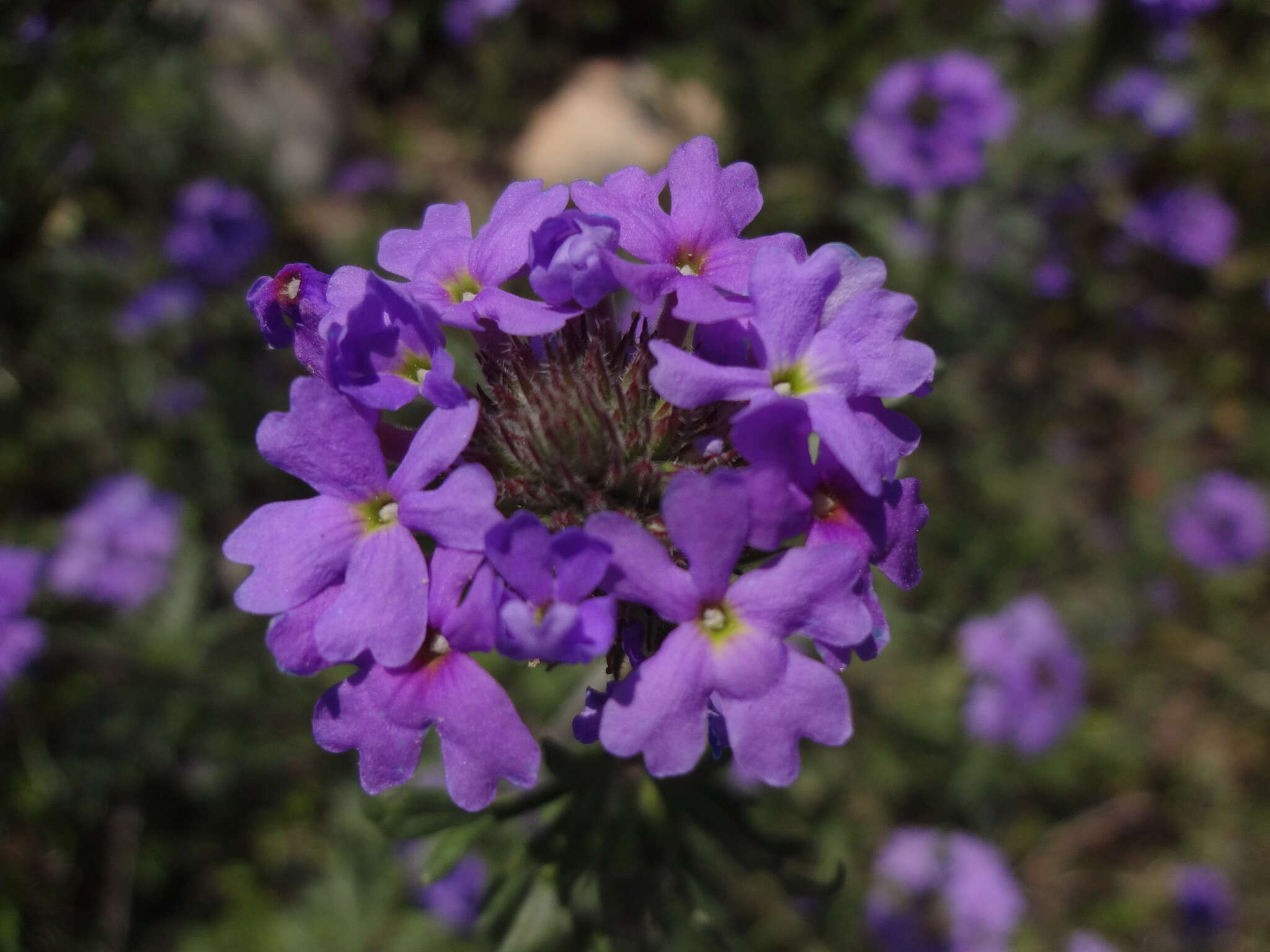 Image of Dakota mock vervain