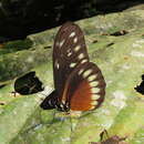 Image of <i>Heliconius <i>hecalesia</i></i> hecalesia