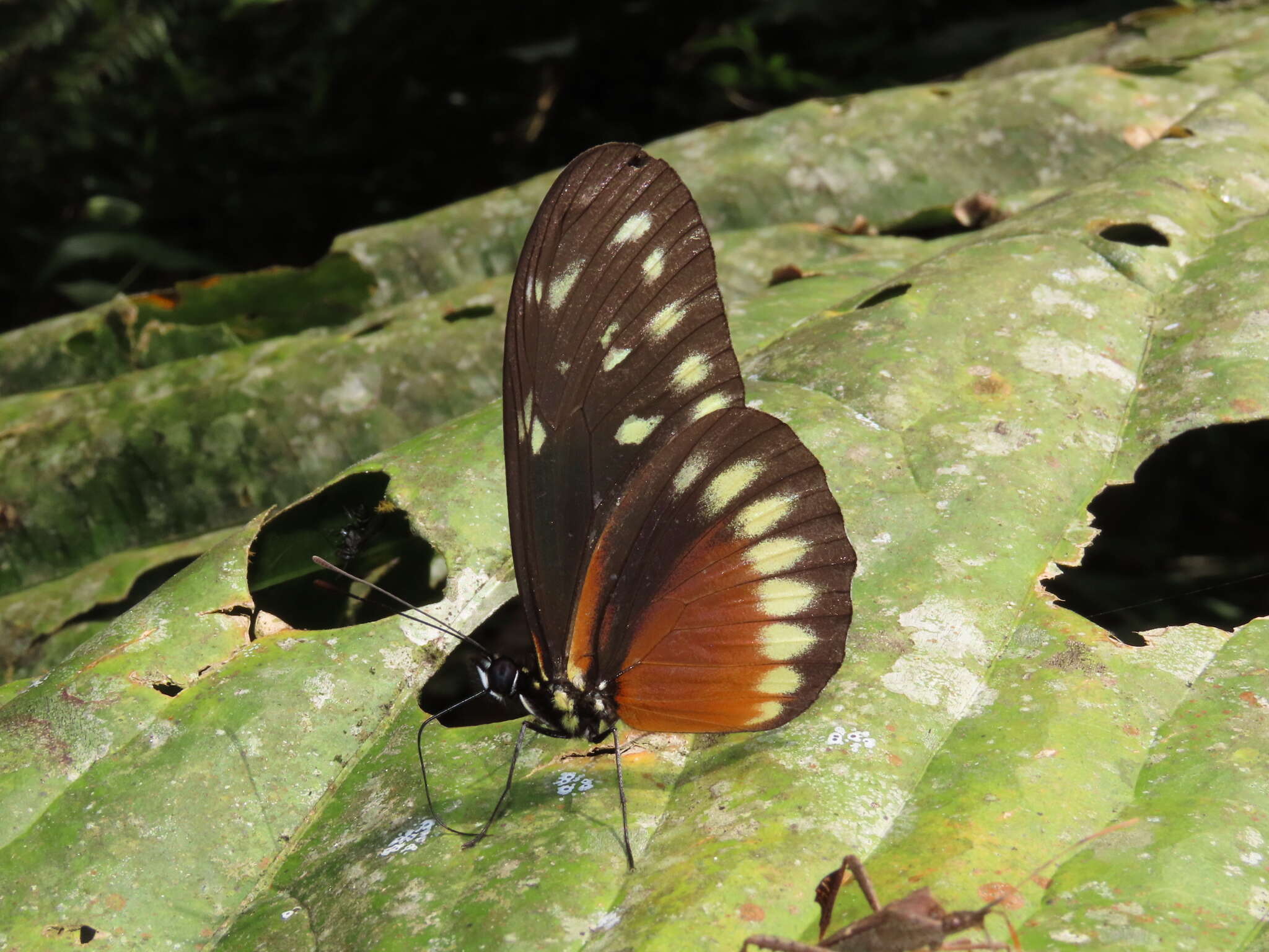 Image of <i>Heliconius <i>hecalesia</i></i> hecalesia