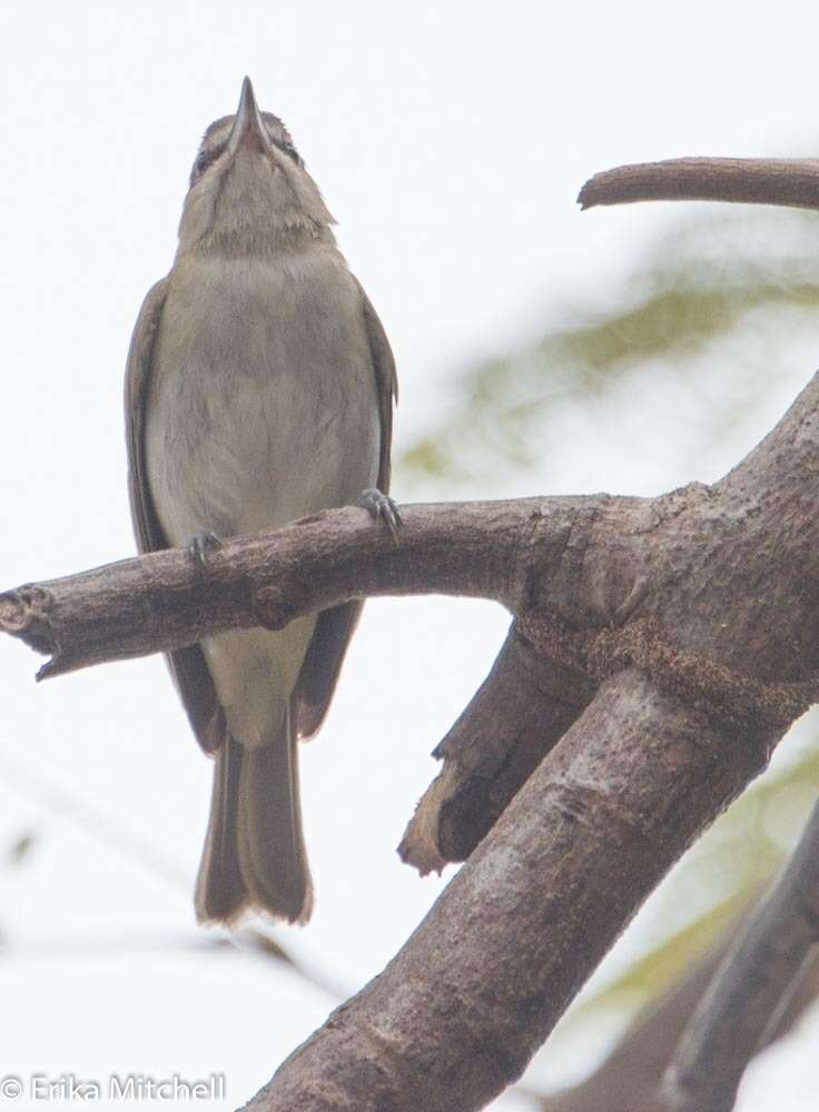 Image of Black-whiskered Vireo