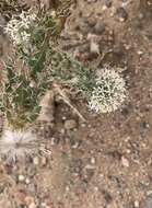 Image of Echinops gmelinii Turcz.