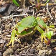 Image de Gastrotheca pseustes Duellman & Hillis 1987