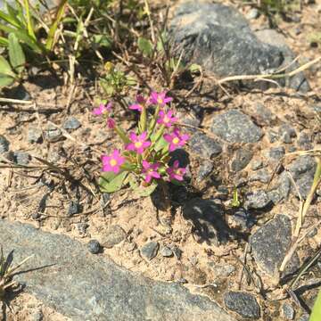 Image of branched centaury