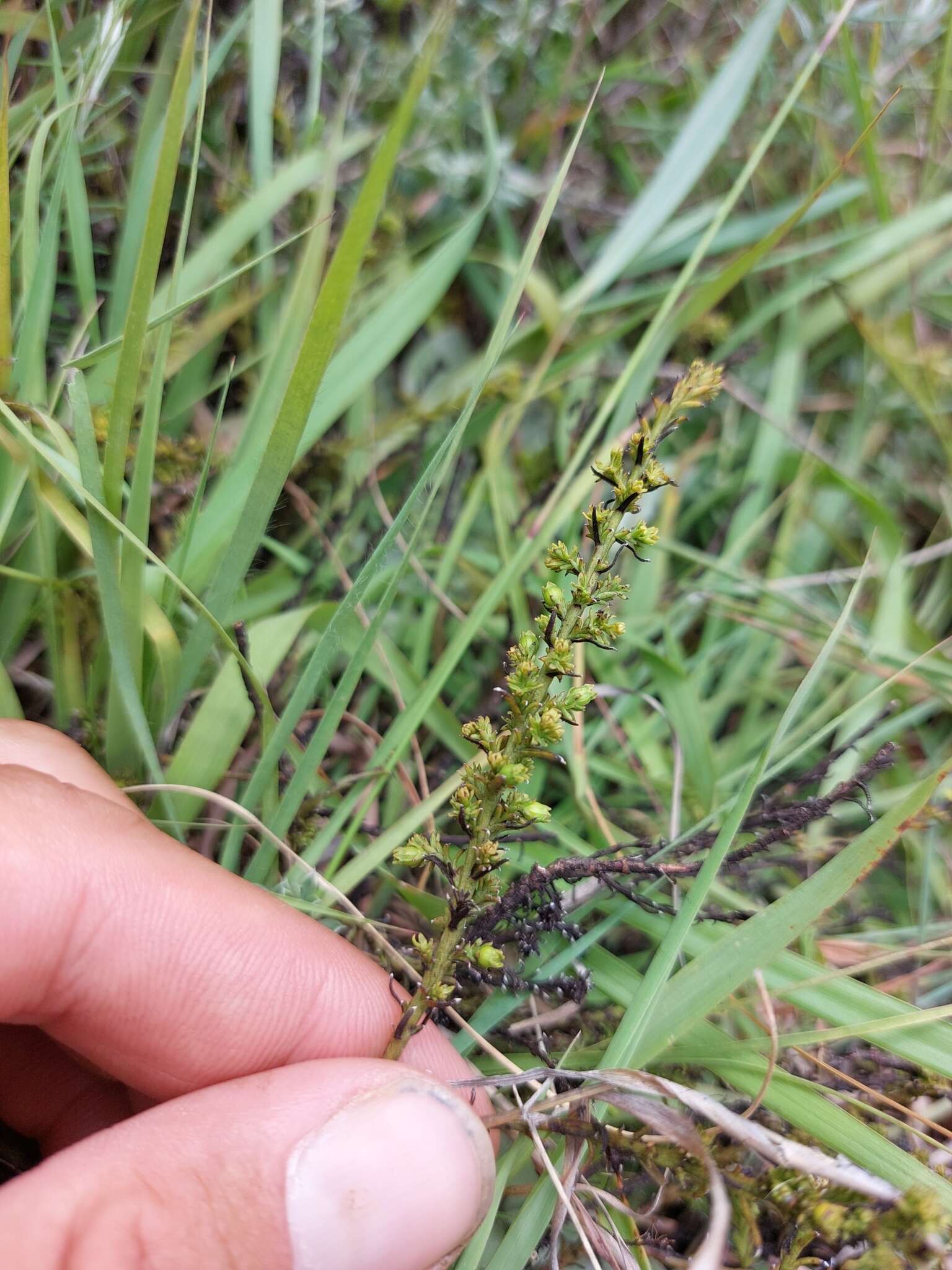 Image of Thesium cupressoides A. W. Hill