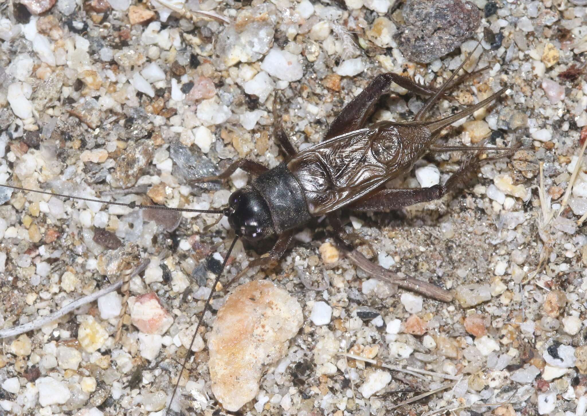 Image of Lone-chirp Field Cricket