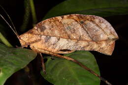 Image of Peacock katydid