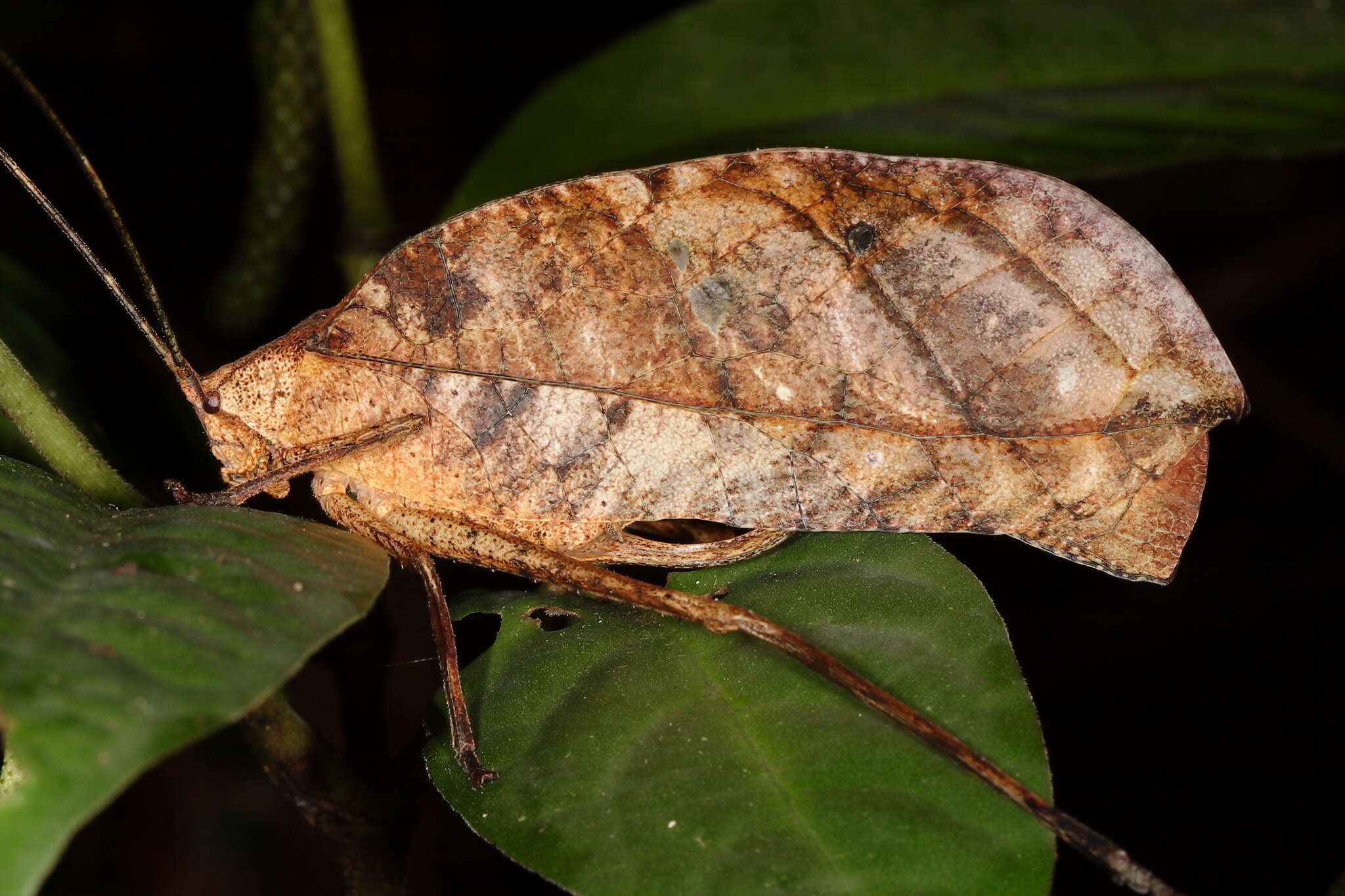 Image of Peacock katydid