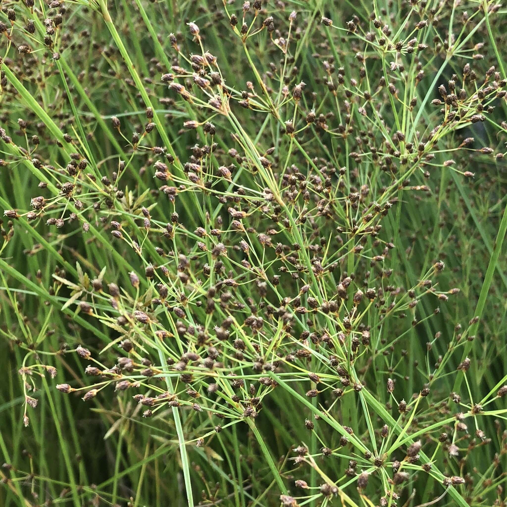 Plancia ëd Fimbristylis littoralis Gaudich.