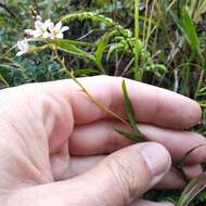 Imagem de Epidendrum fimbriatum Kunth