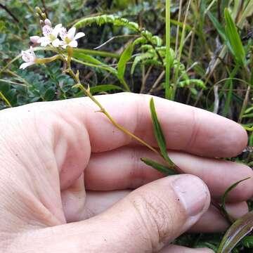 Image of Epidendrum fimbriatum Kunth