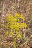 Image of Ferulago campestris (Besser) Grec.