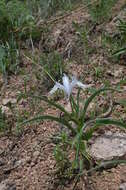 Image of Iris graeberiana Sealy