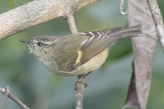 Image of Buff-barred Warbler