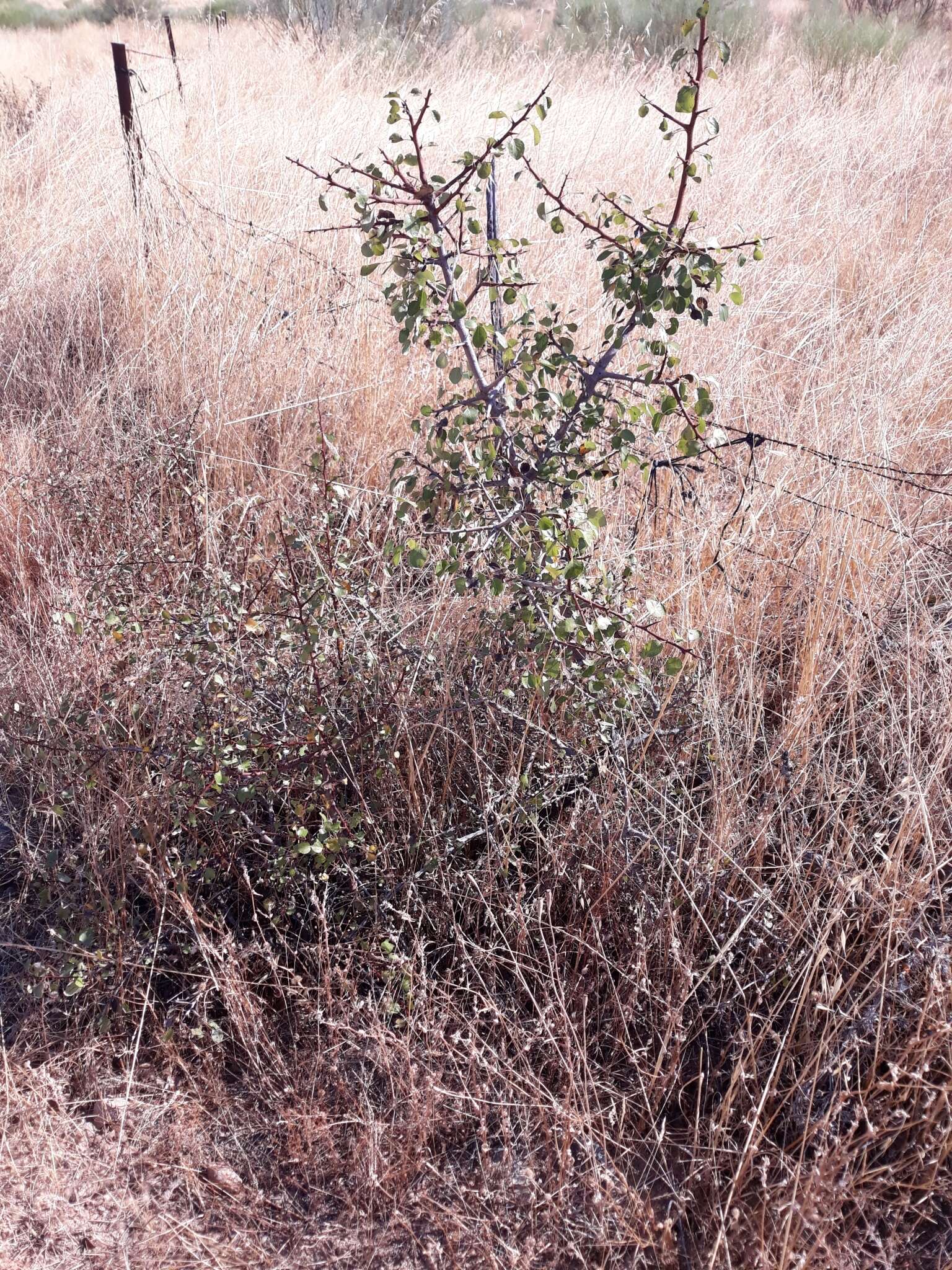 Plancia ëd Pyrus bourgaeana Decne