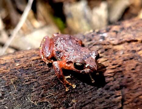 Image of Bogota Robber Frog