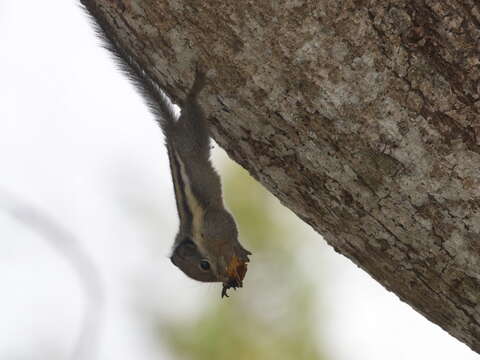 Image of Himalayan Striped Squirrel